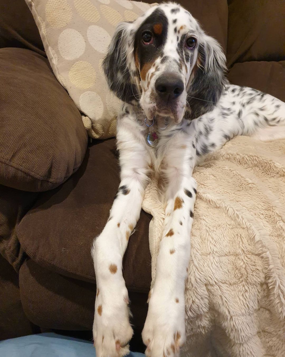 15 Cool Facts About English Setters 9