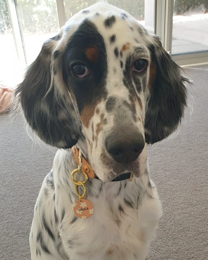 15 Cool Facts About English Setters 10