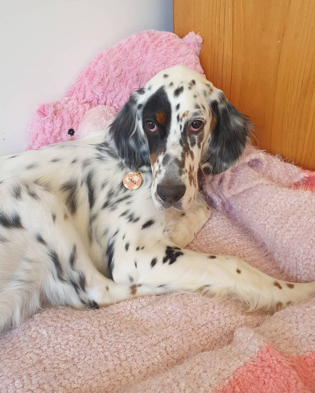 15 Cool Facts About English Setters 11