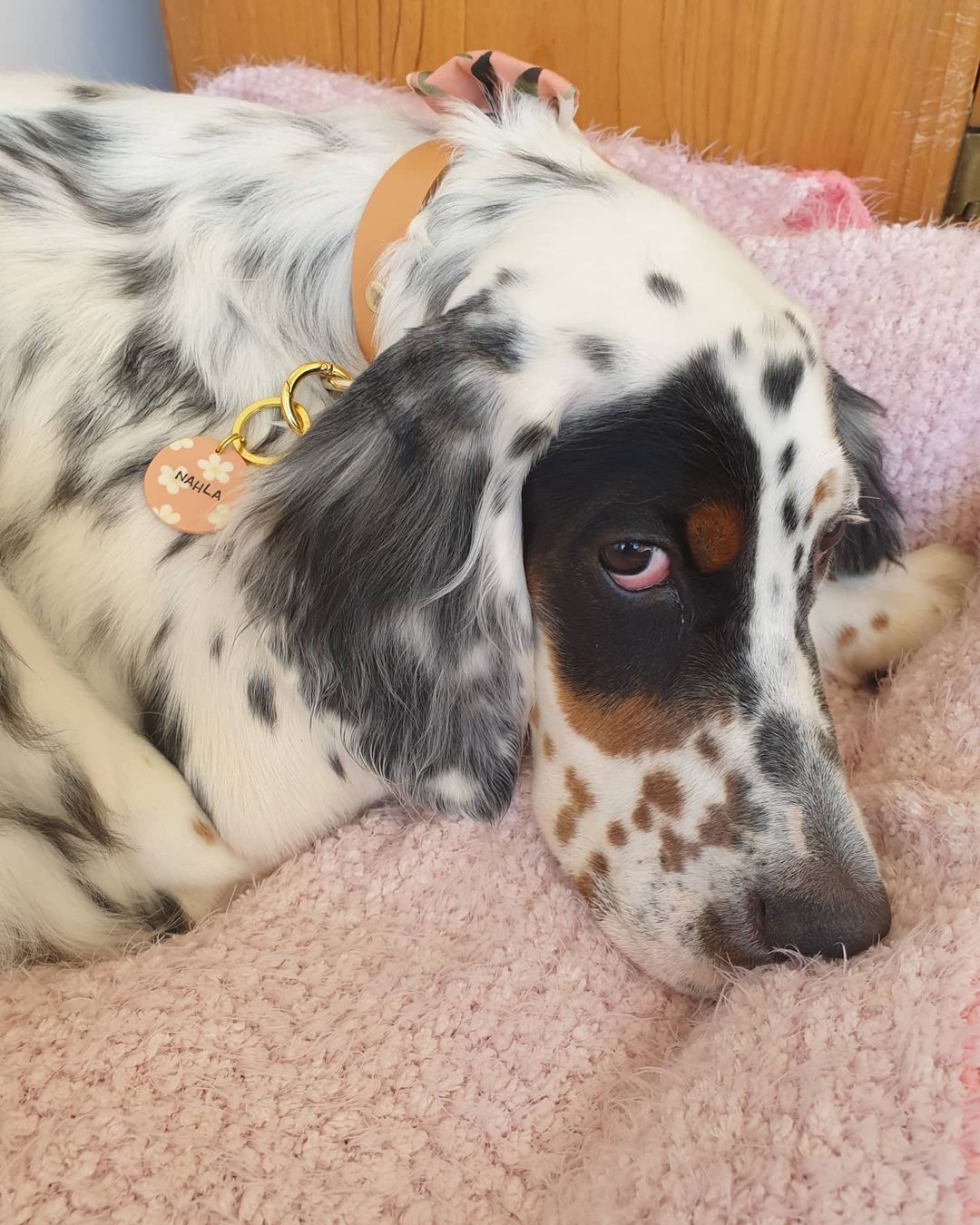 15 Cool Facts About English Setters 9