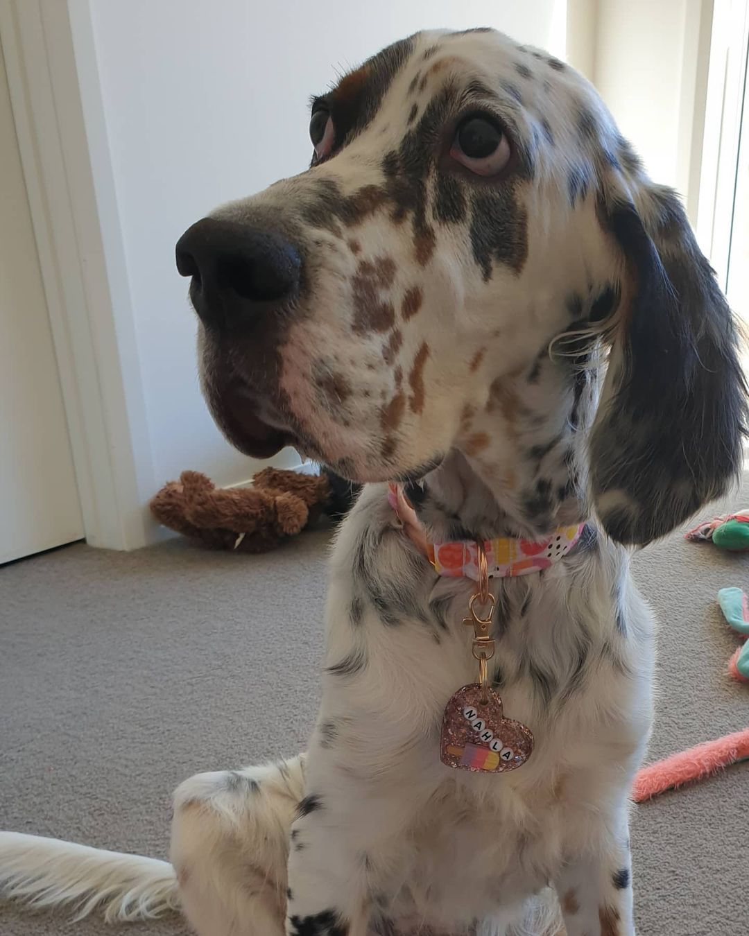 15 Cool Facts About English Setters 10