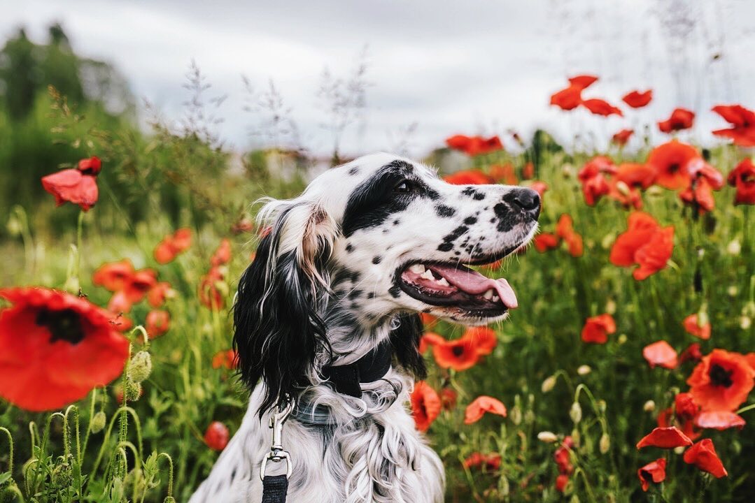 15 Interesting Facts About English Setters You Probably Never Knew 11 15 Interesting Facts About English Setters You Probably Never Knew 11