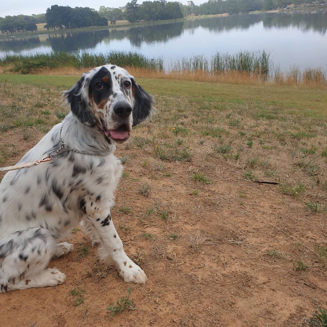 15 Cool Facts About English Setters 11