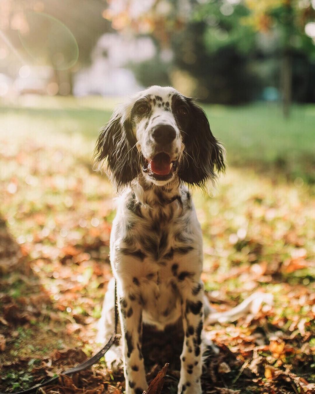 16 Amazing Facts About English Setters You Probably Never Knew 11