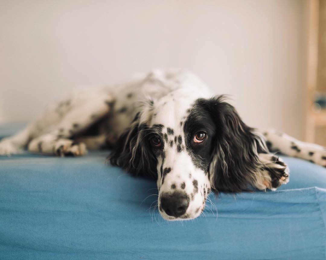 16 Amazing Facts About English Setters You Probably Never Knew 9