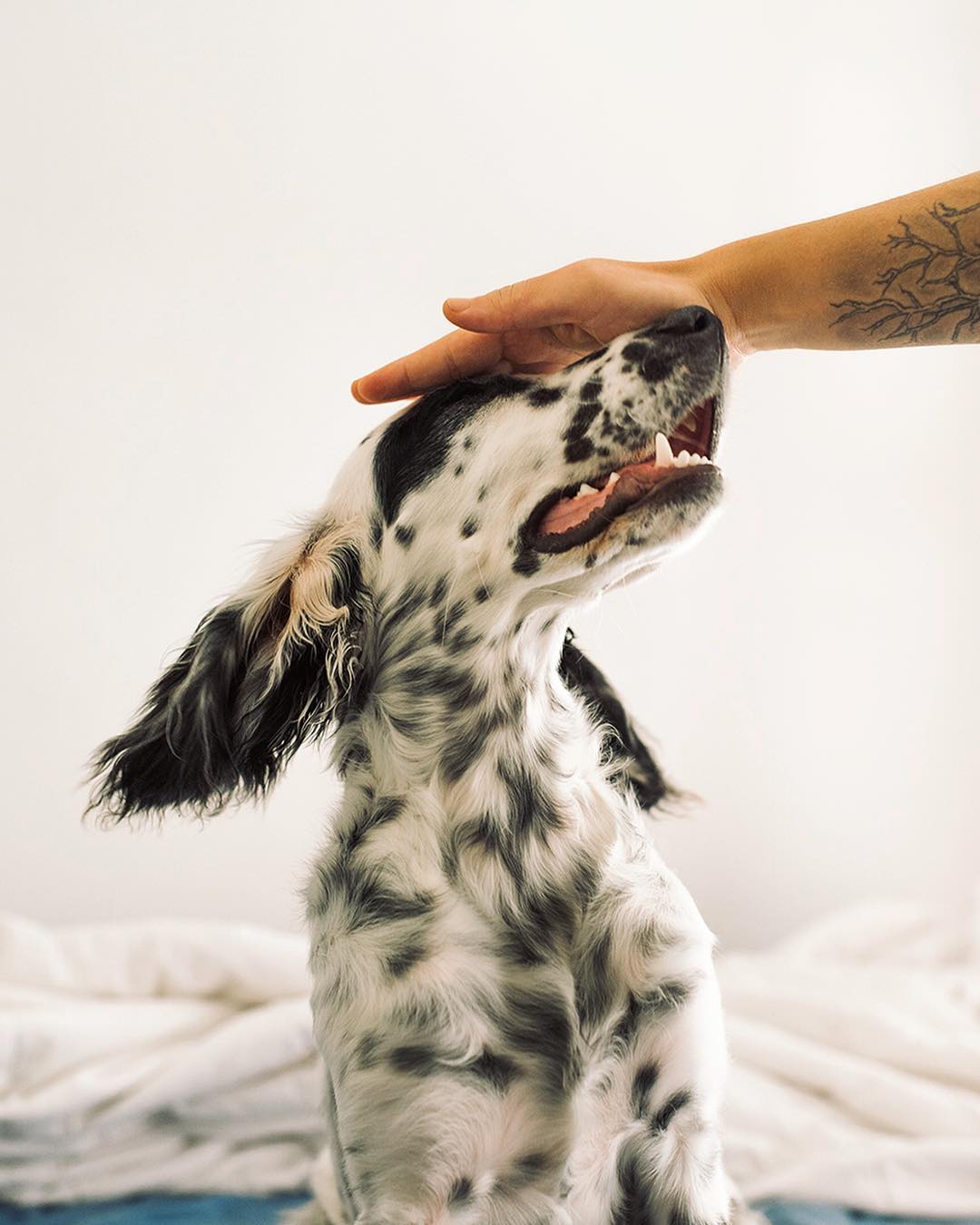 16 Amazing Facts About English Setters You Probably Never Knew 10