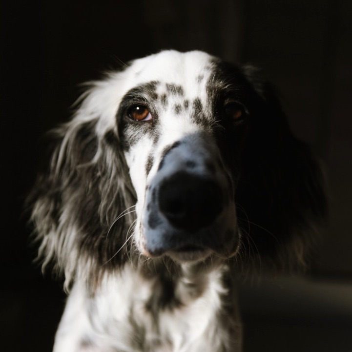 16 Amazing Facts About English Setters You Probably Never Knew 11