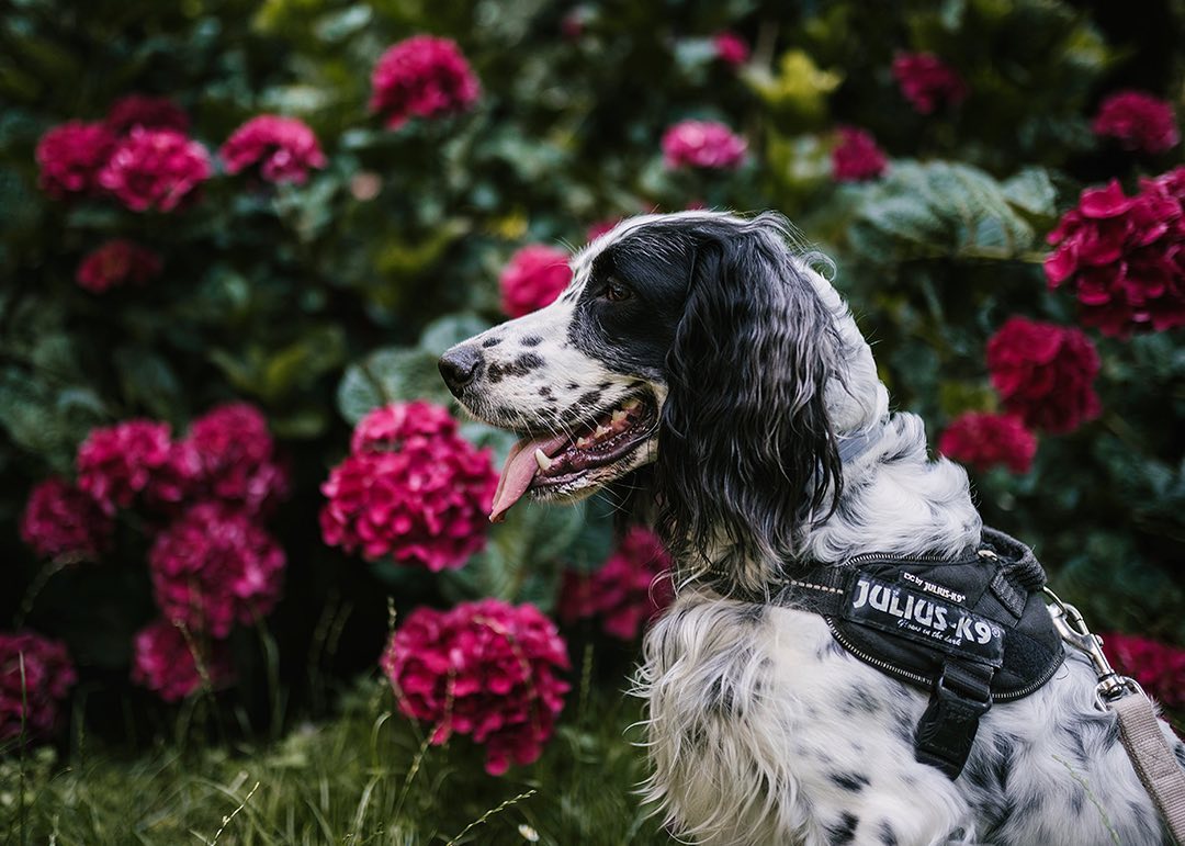 15 Interesting Facts About English Setters You Probably Never Knew 9