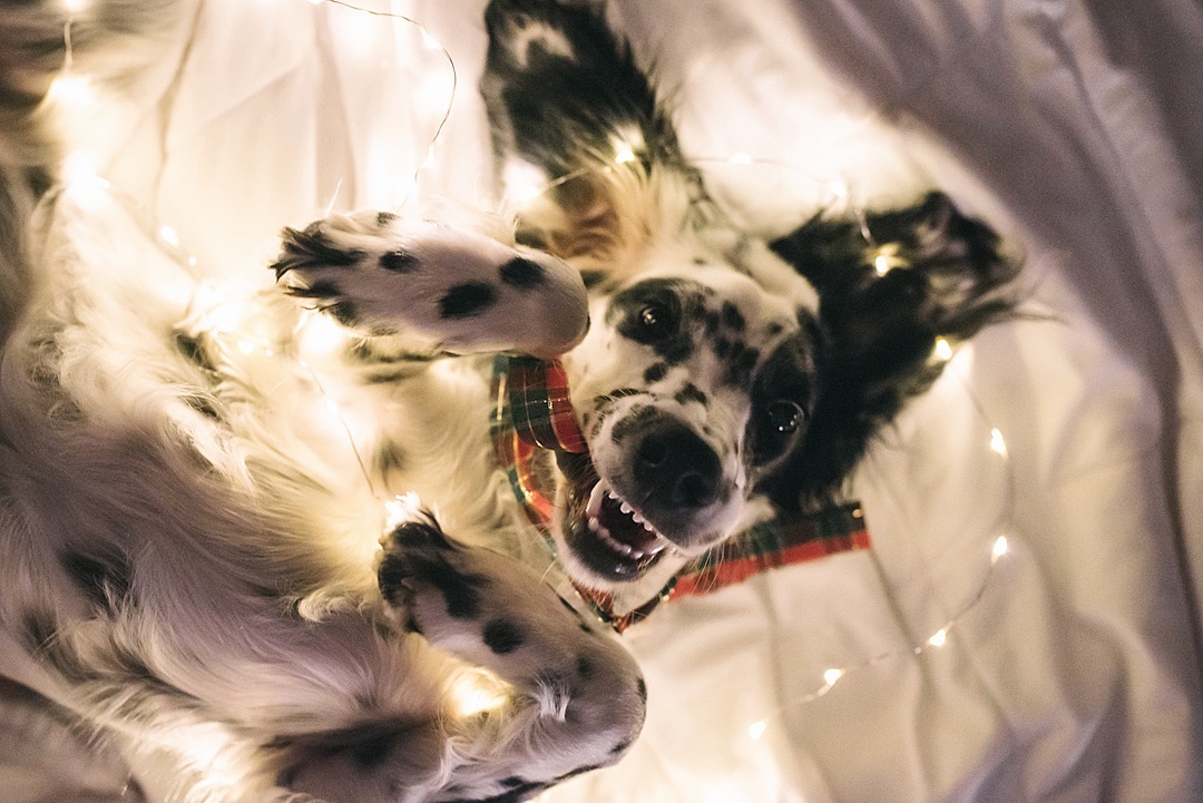 16 Amazing Facts About English Setters You Probably Never Knew 9