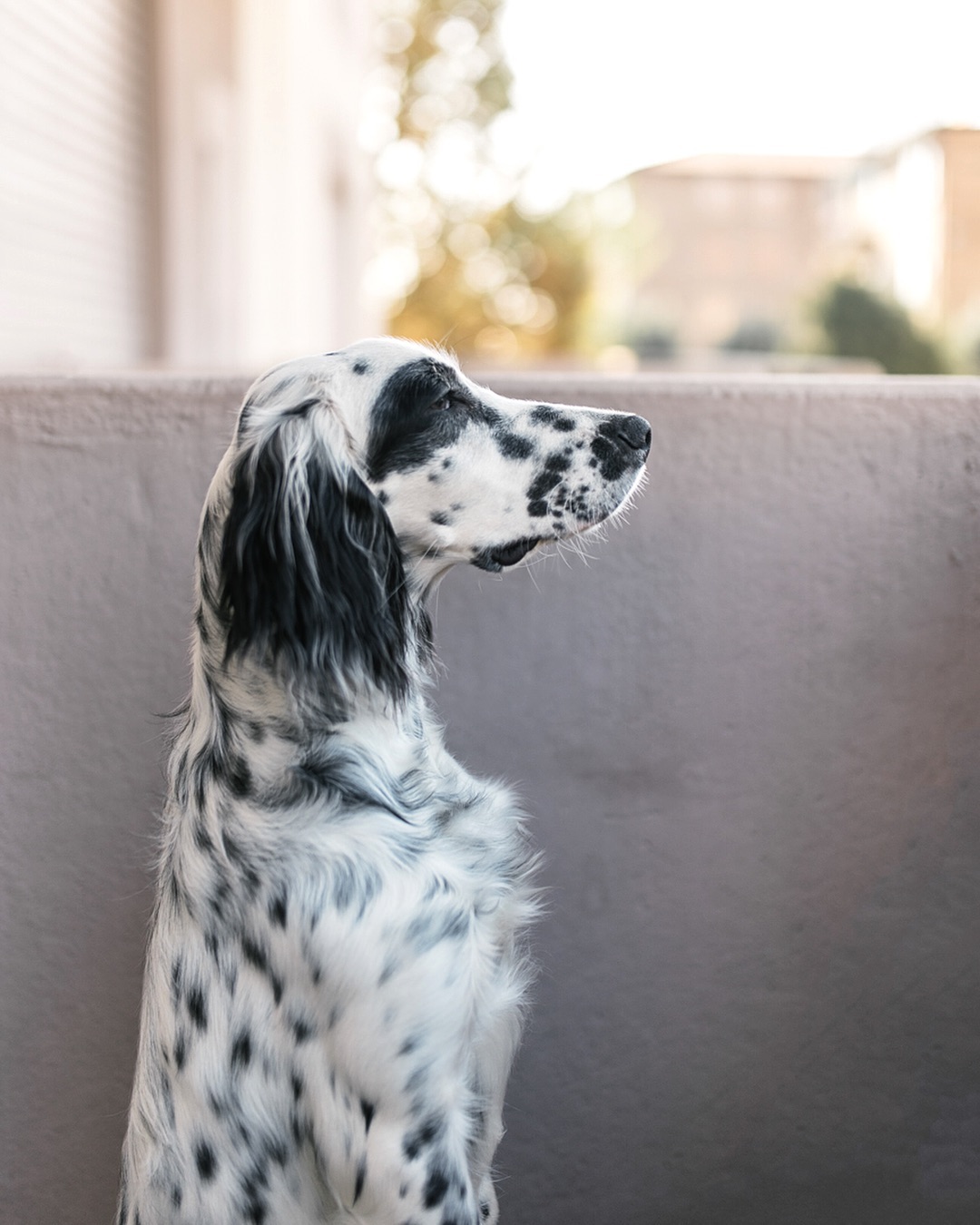 16 Amazing Facts About English Setters You Probably Never Knew 10