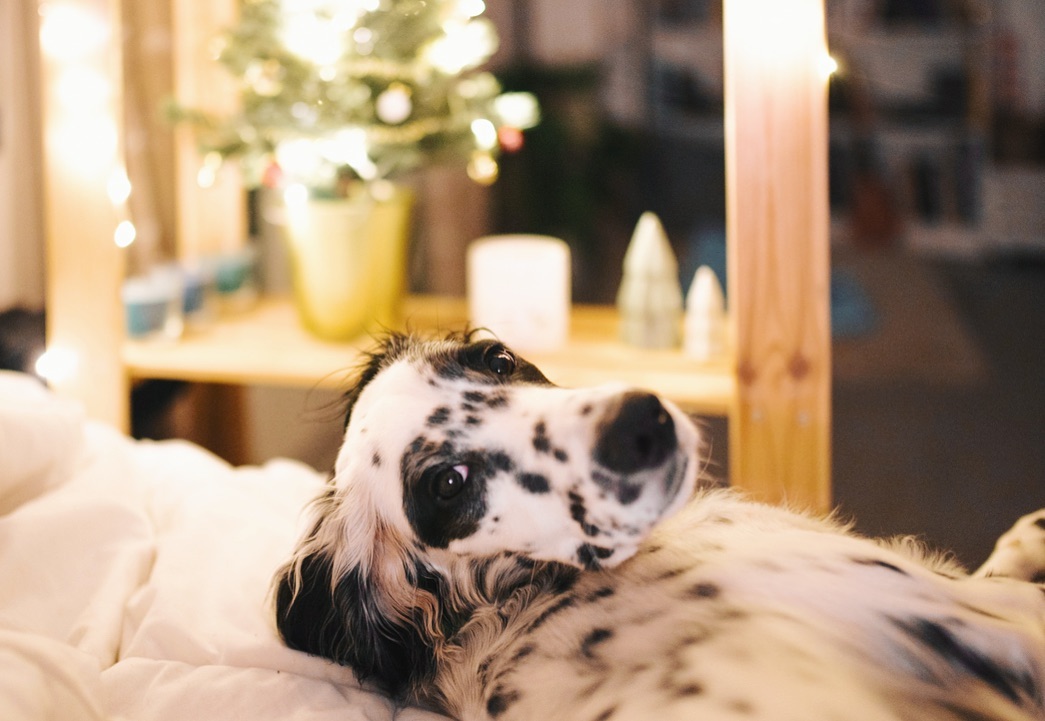 16 Amazing Facts About English Setters You Probably Never Knew 11