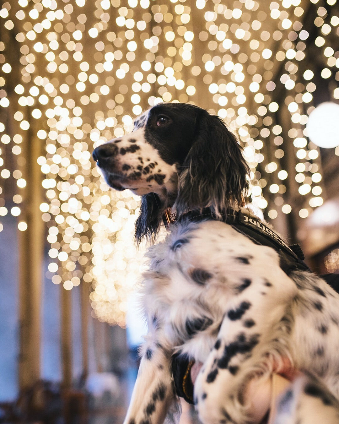 16 Amazing Facts About English Setters You Probably Never Knew 5