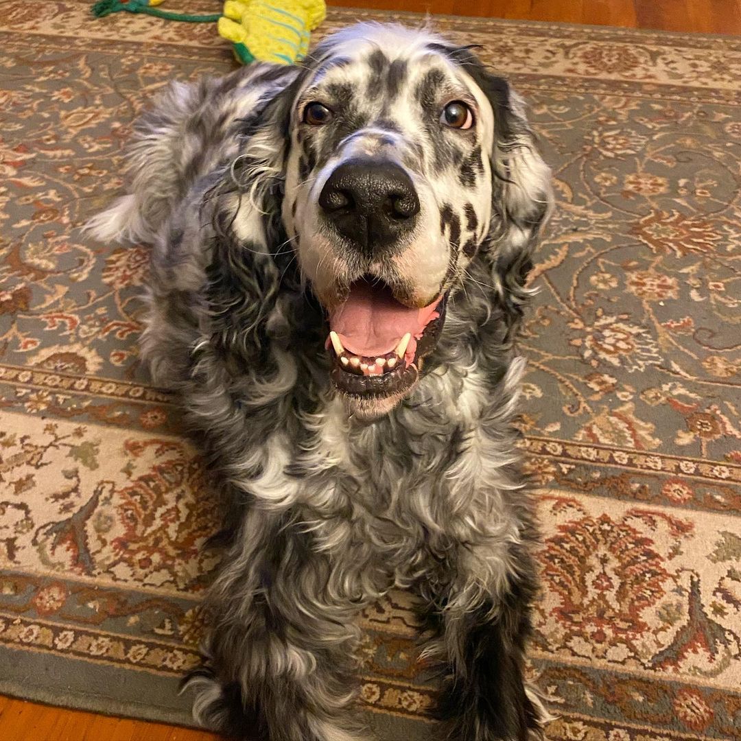 15 Interesting Facts About English Setters You Probably Never Knew 10