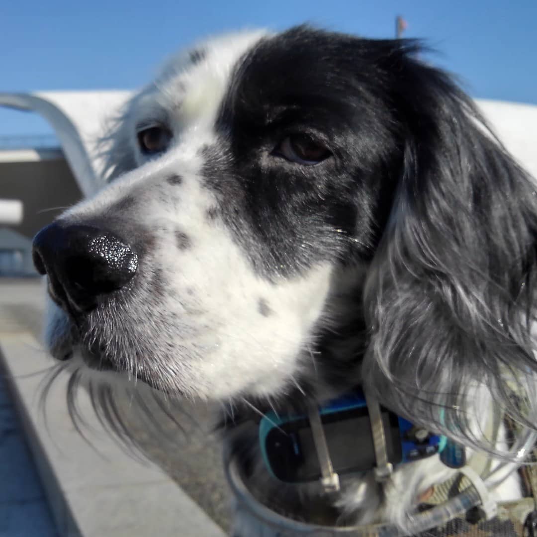 15 Interesting Facts About English Setters You Probably Never Knew 11