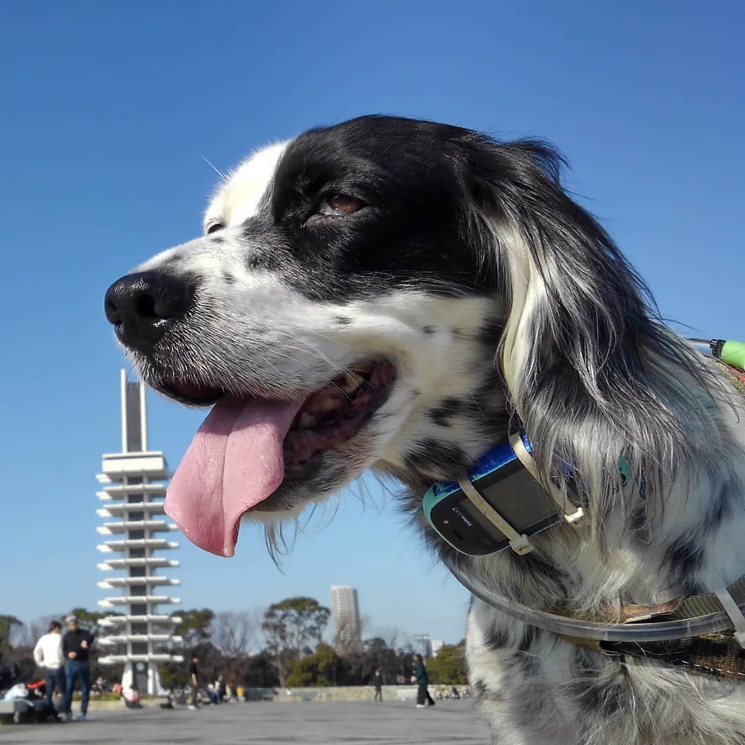 15 Interesting Facts About English Setters You Probably Never Knew 9