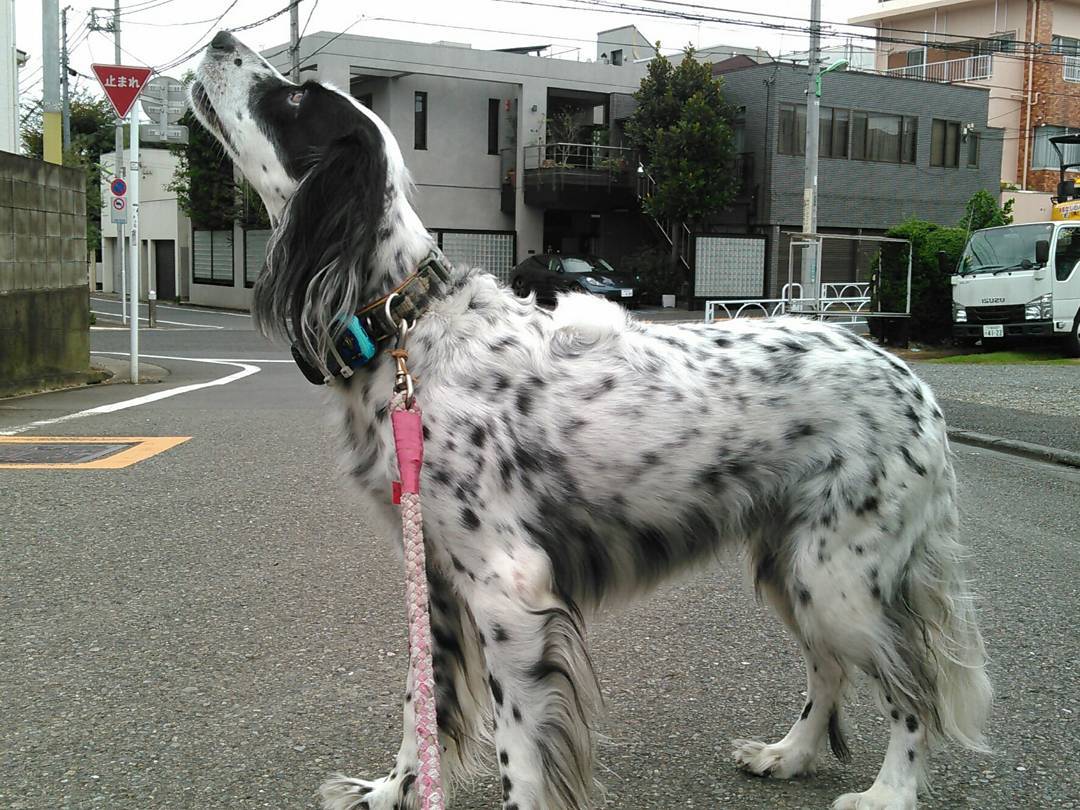15 Interesting Facts About English Setters You Probably Never Knew 11