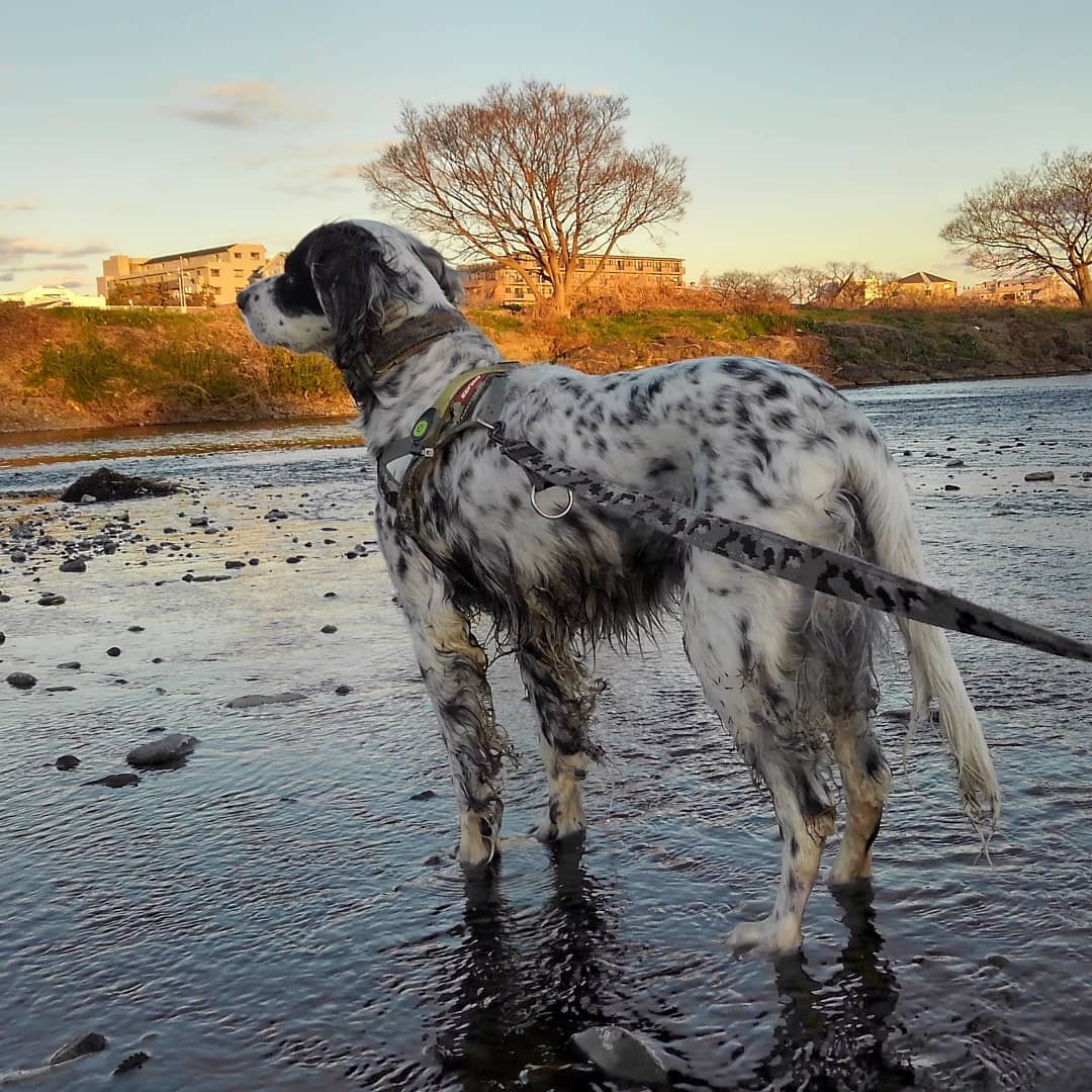 15 Interesting Facts About English Setters You Probably Never Knew 9