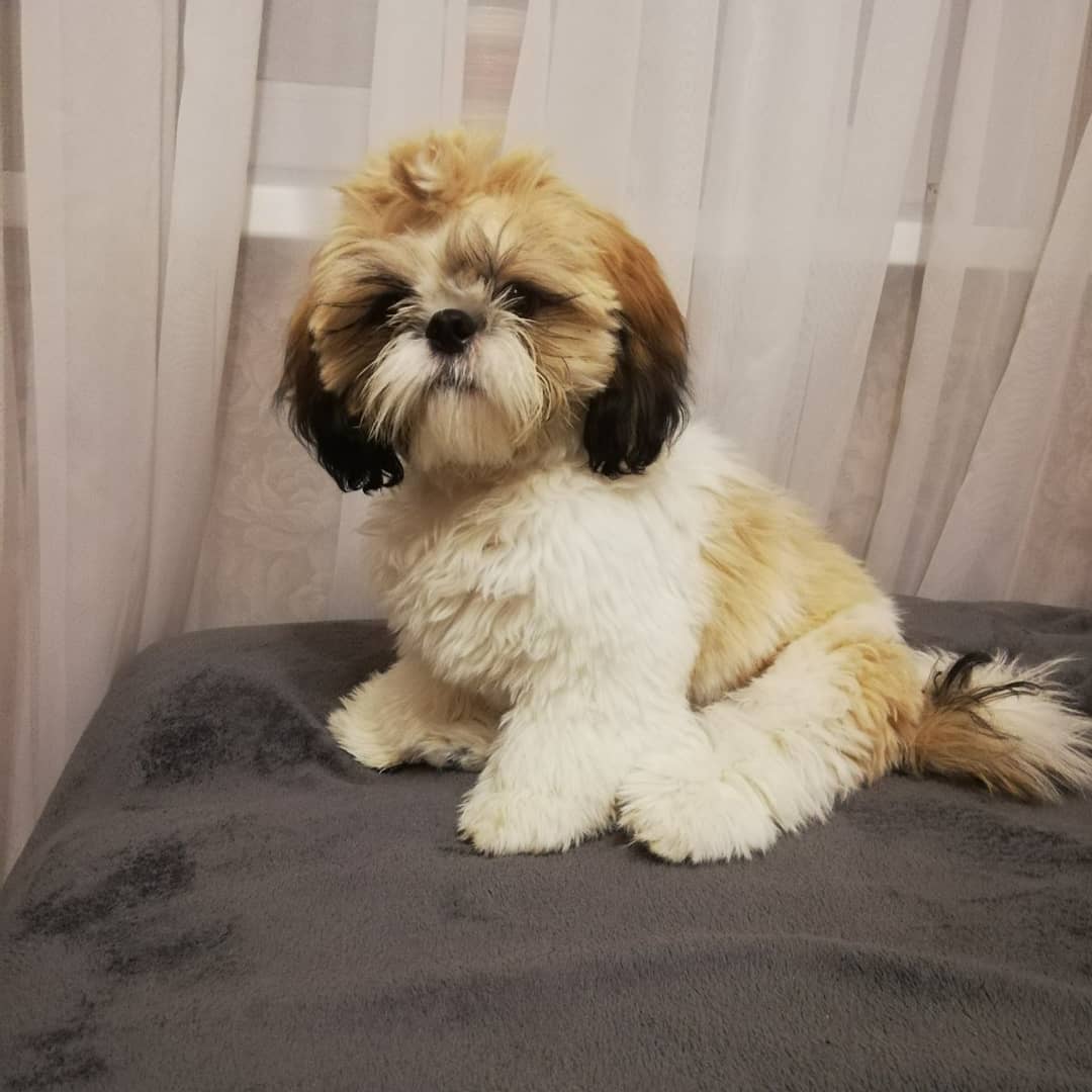 15 Cool Facts About Shih Tzu 10