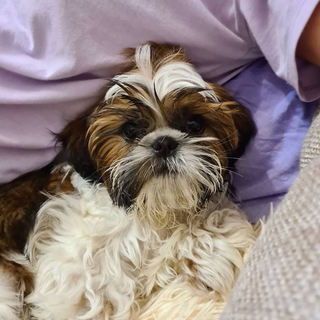 15 Cool Facts About Shih Tzu 9