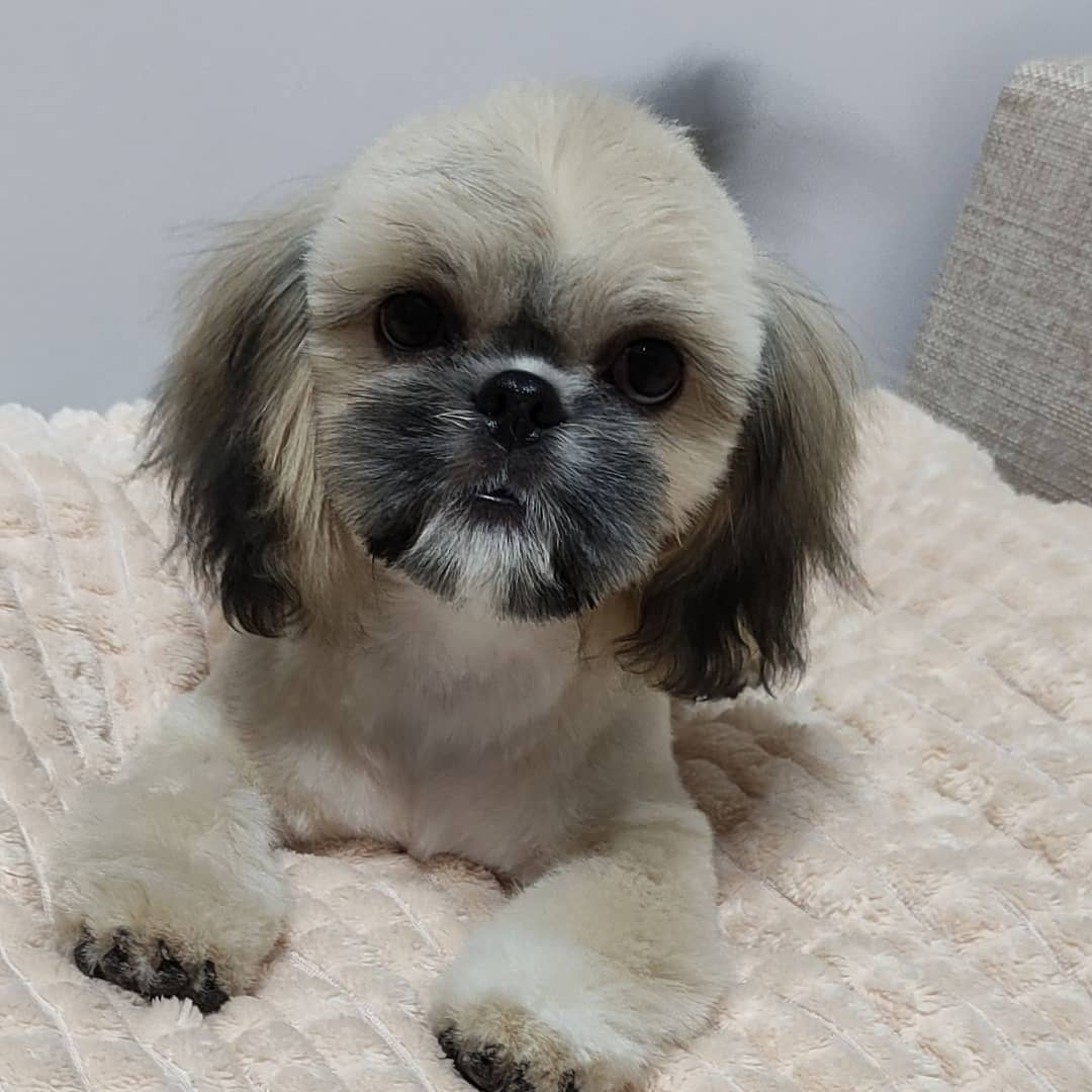 15 Cool Facts About Shih Tzu 10