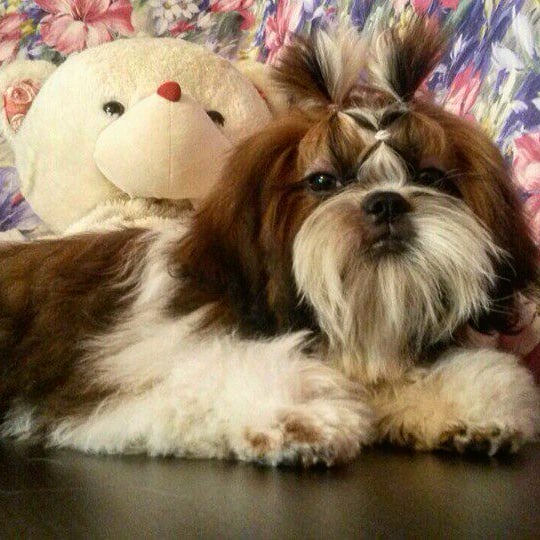 15 Amazing Facts About Shih Tzu You Probably Never Knew 9 15 Amazing Facts About Shih Tzu You Probably Never Knew 9