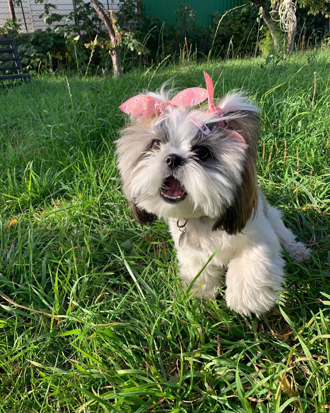 15 Amazing Facts About Shih Tzu You Probably Never Knew 10 15 Amazing Facts About Shih Tzu You Probably Never Knew 10