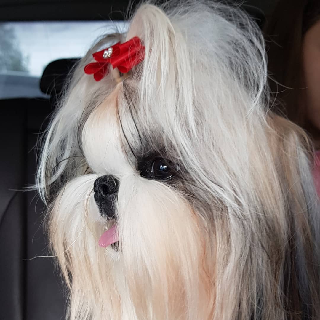 15 Amazing Facts About Shih Tzu You Probably Never Knew 11 15 Amazing Facts About Shih Tzu You Probably Never Knew 11