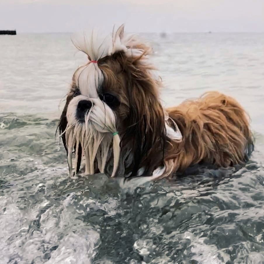 15 Amazing Facts About Shih Tzu You Probably Never Knew 9 15 Amazing Facts About Shih Tzu You Probably Never Knew 9