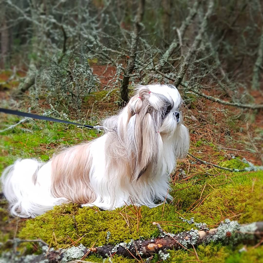 15 Amazing Facts About Shih Tzu You Probably Never Knew 10 15 Amazing Facts About Shih Tzu You Probably Never Knew 10