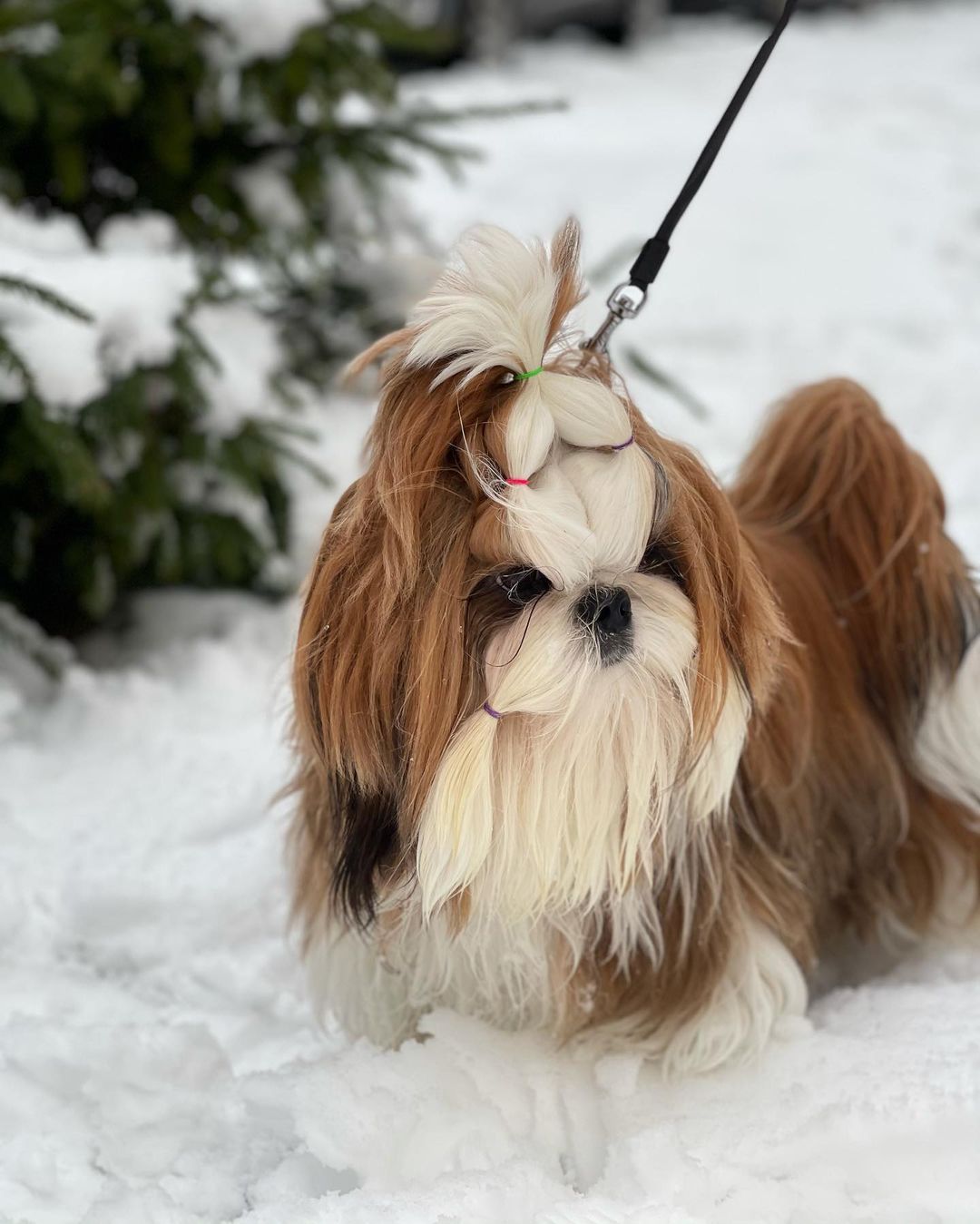 15 Amazing Facts About Shih Tzu You Probably Never Knew 11 15 Amazing Facts About Shih Tzu You Probably Never Knew 11