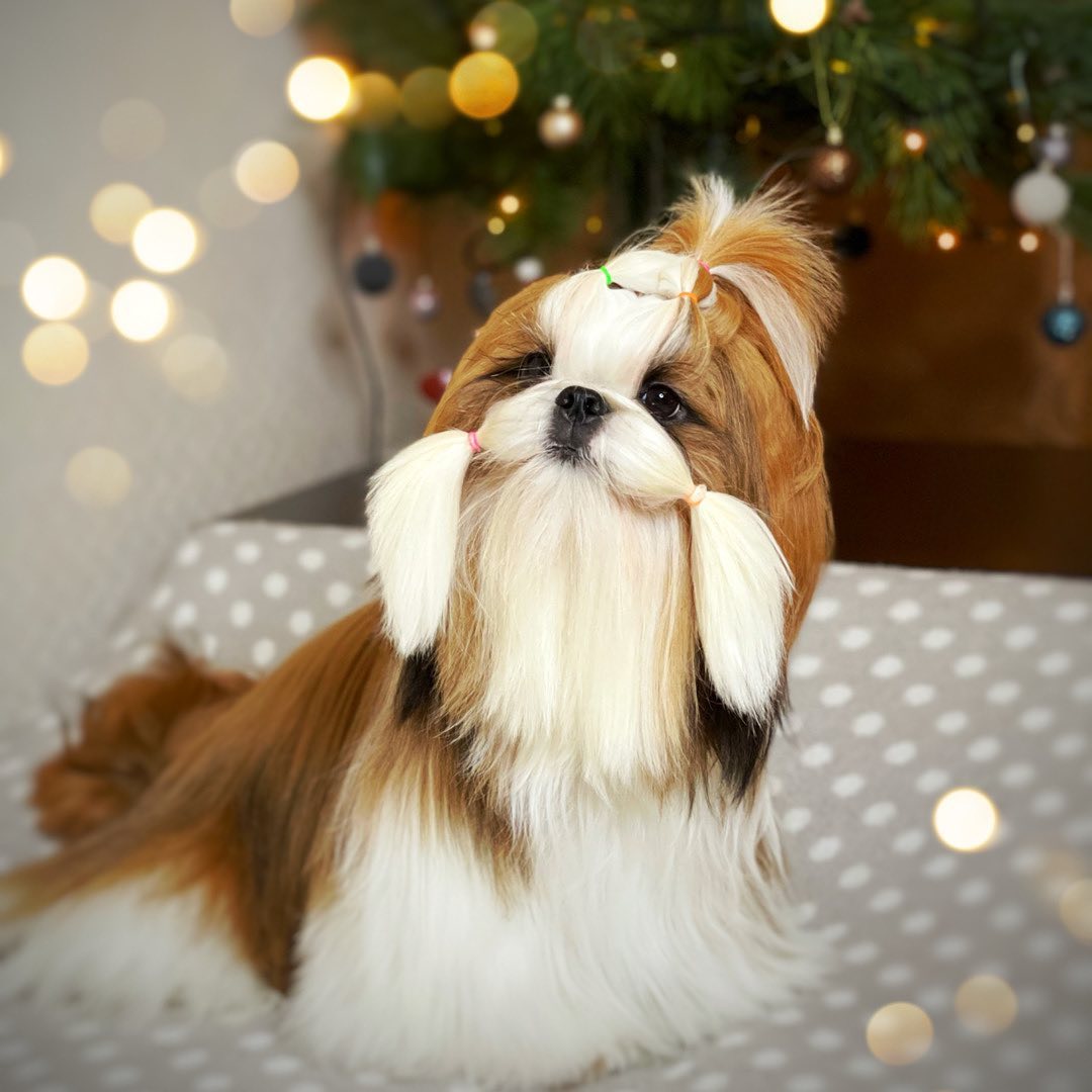 15 Amazing Facts About Shih Tzu You Probably Never Knew 11 15 Amazing Facts About Shih Tzu You Probably Never Knew 11