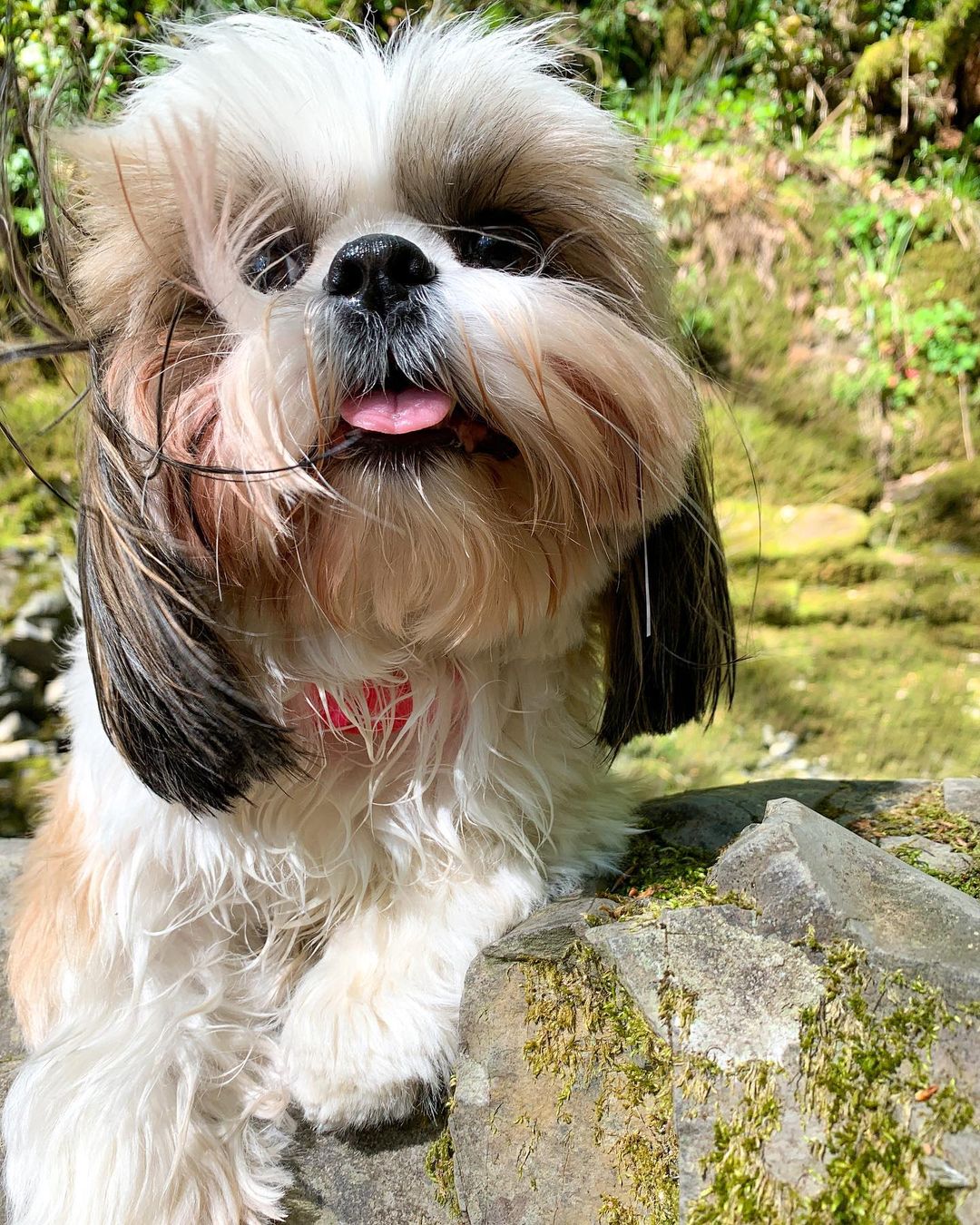 15 Amazing Facts About Shih Tzu You Probably Never Knew 10 15 Amazing Facts About Shih Tzu You Probably Never Knew 10