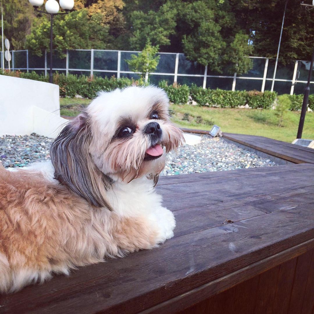 15 Amazing Facts About Shih Tzu You Probably Never Knew 11 15 Amazing Facts About Shih Tzu You Probably Never Knew 11