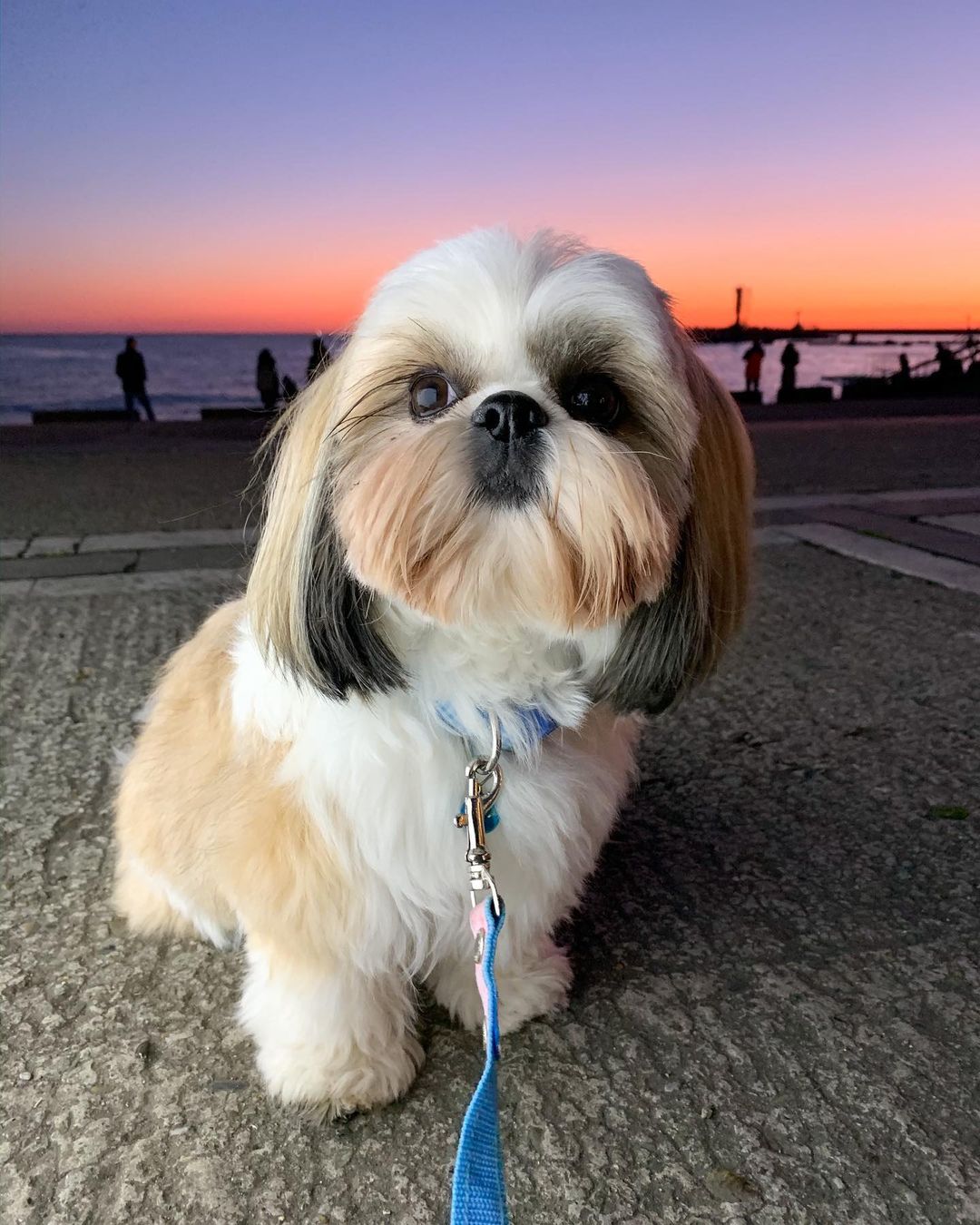 15 Interesting Facts About Shih Tzus 9