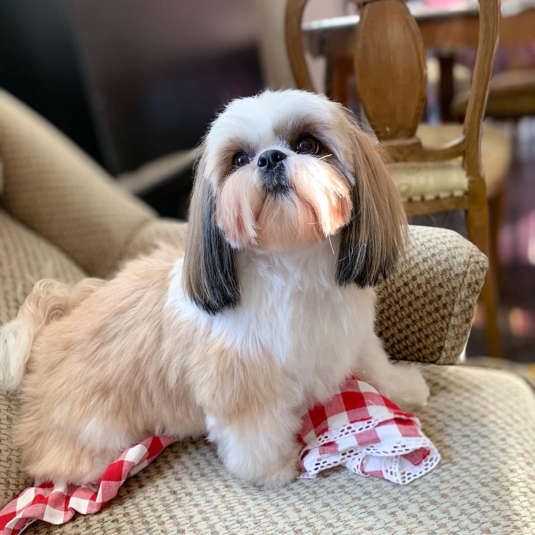 15 Interesting Facts About Shih Tzus 11