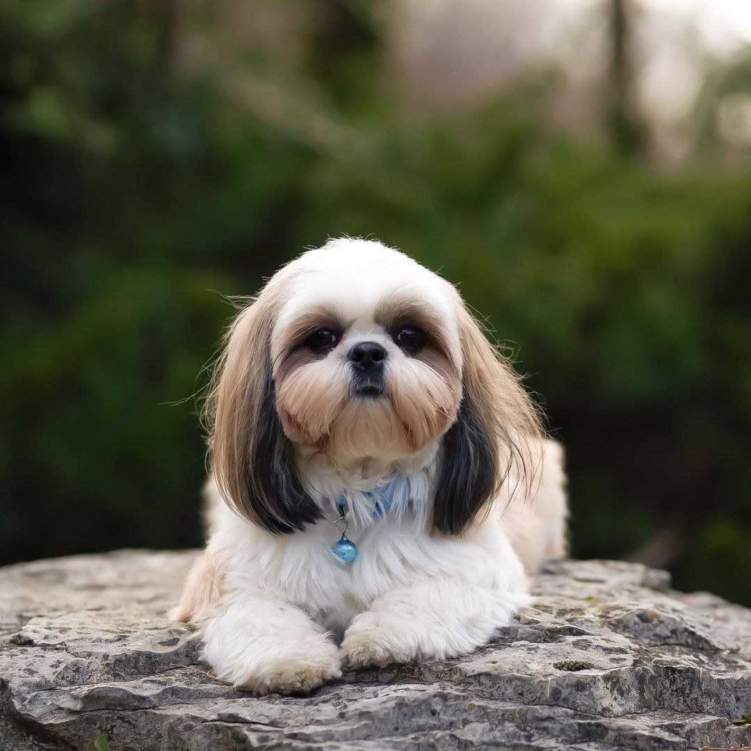 15 Interesting Facts About Shih Tzus 10