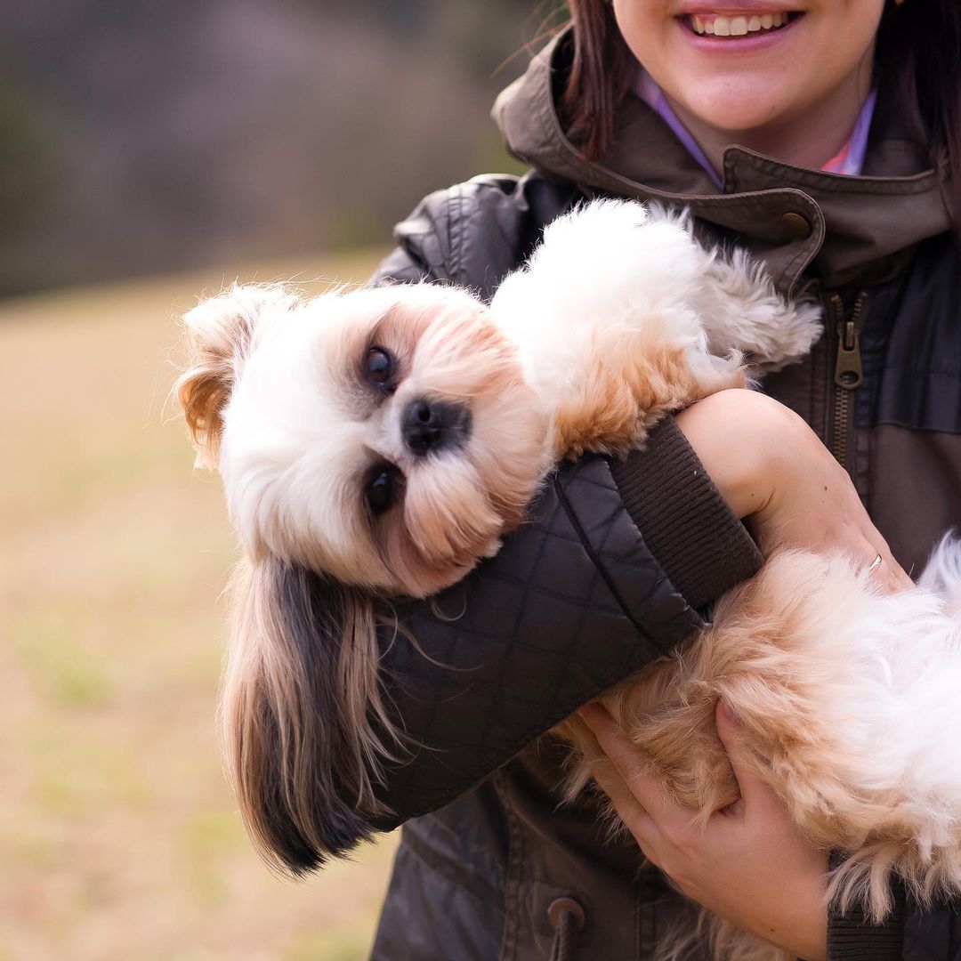 15 Interesting Facts About Shih Tzus 11