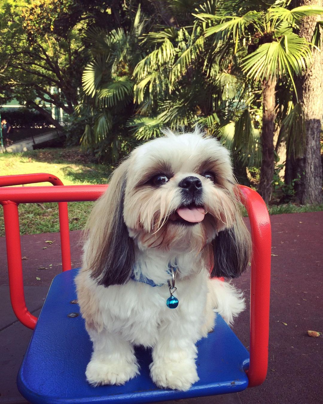 15 Interesting Facts About Shih Tzus 9