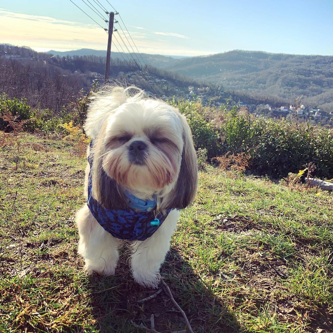 15 Interesting Facts About Shih Tzus 10