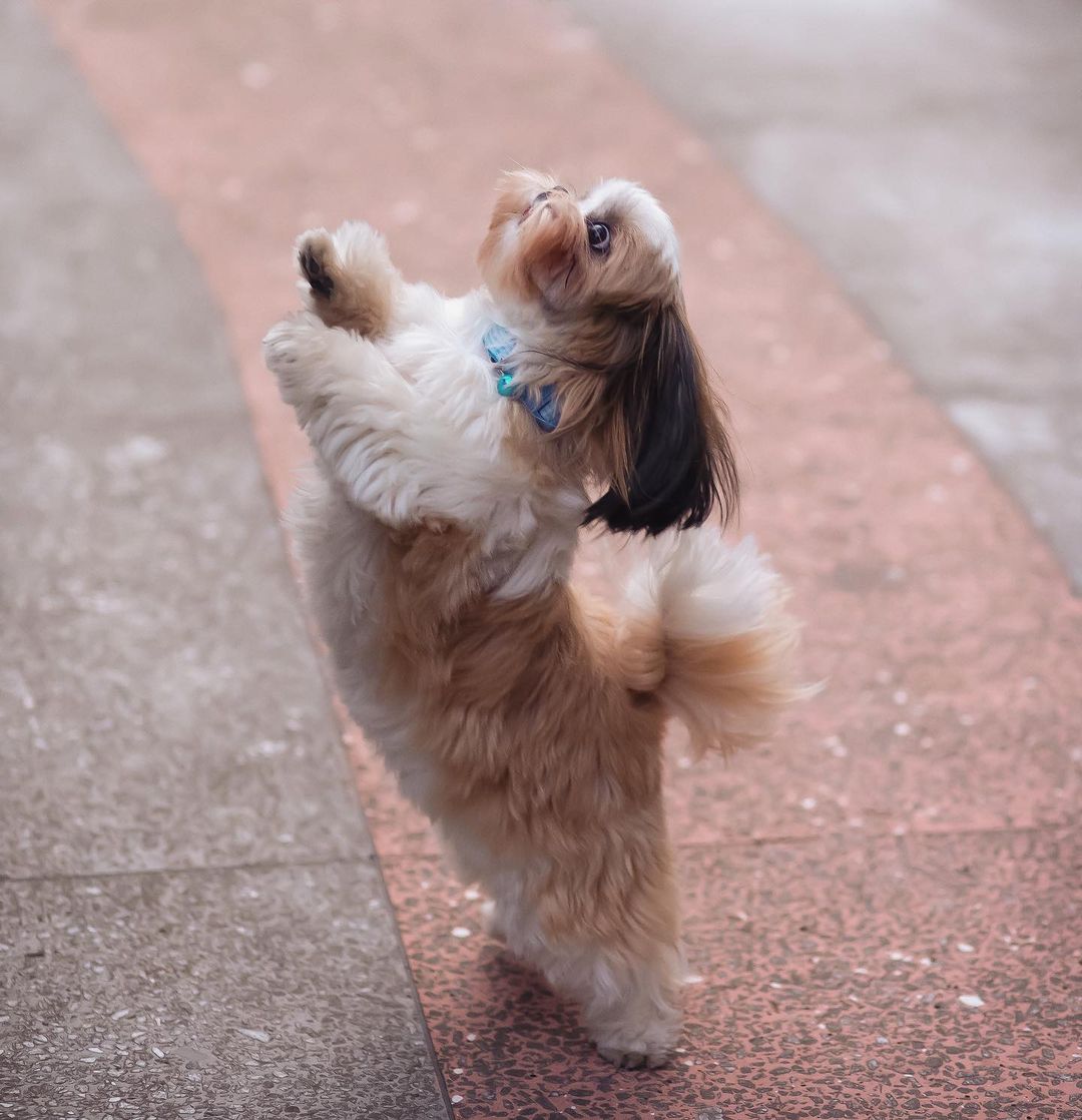 15 Interesting Facts About Shih Tzus 11