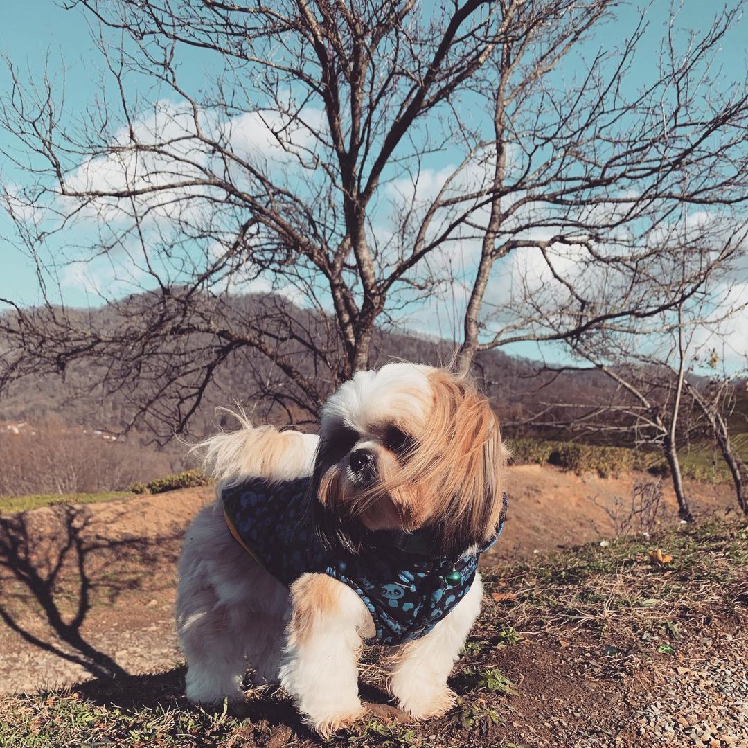 15 Interesting Facts About Shih Tzus 9