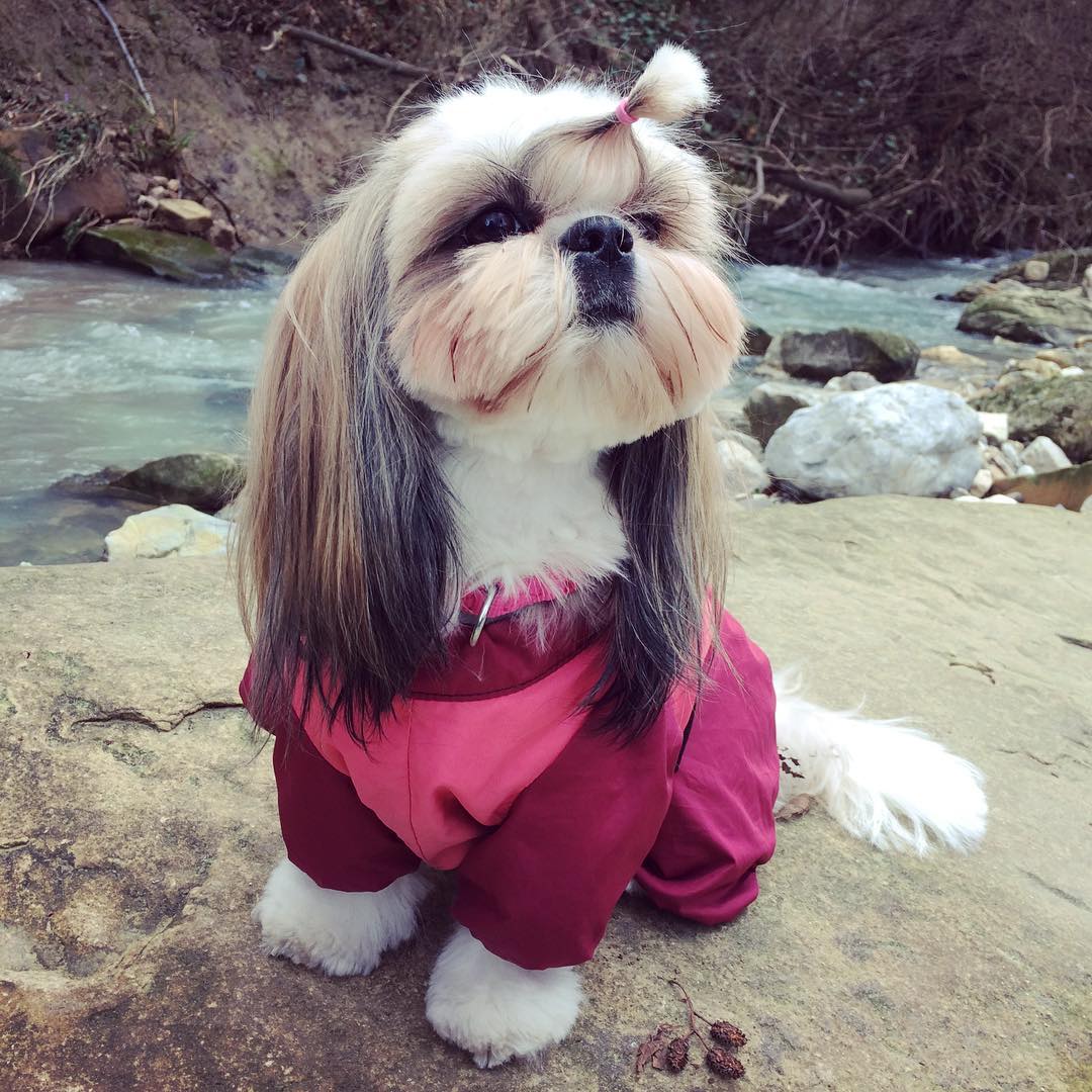 15 Interesting Facts About Shih Tzus 10