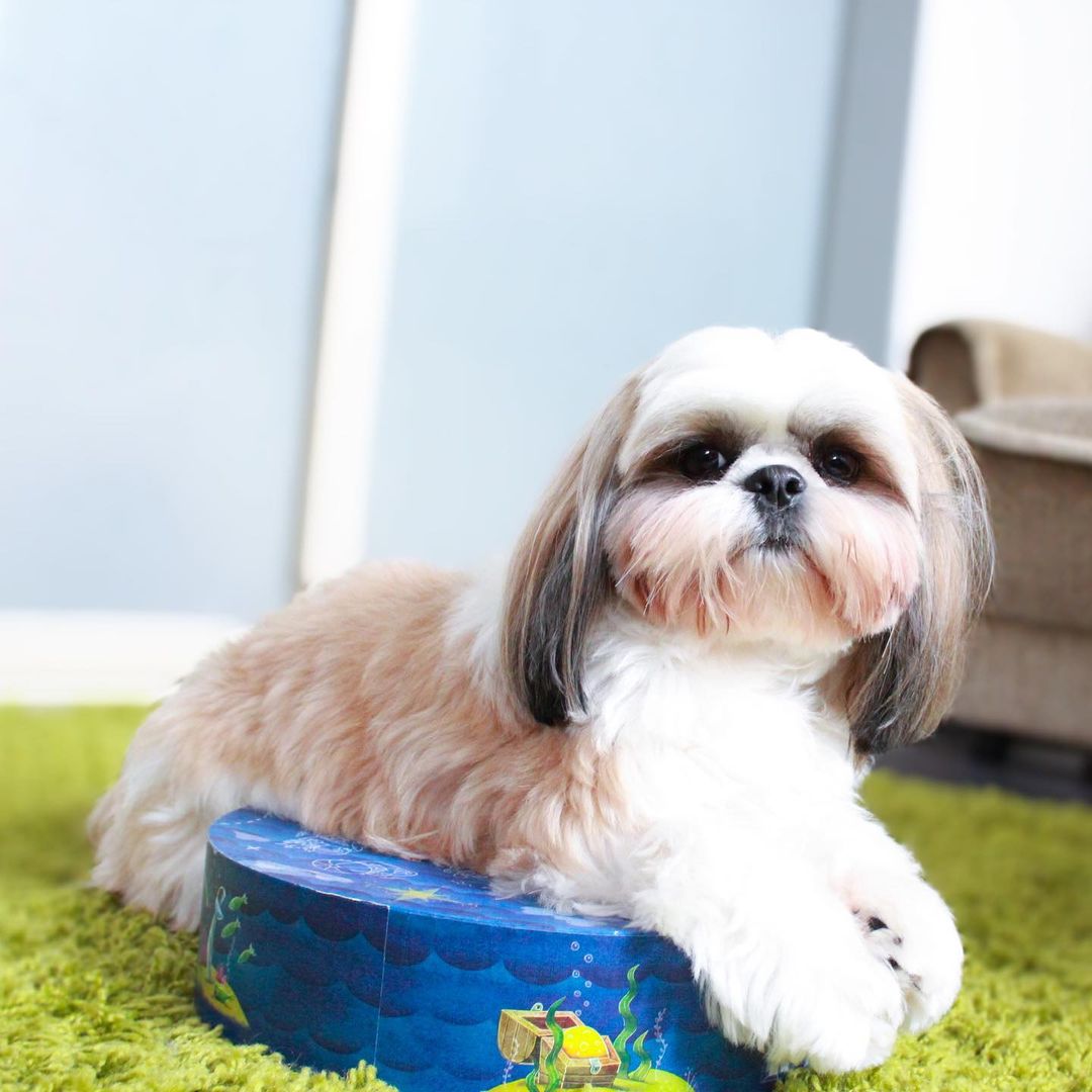 15 Interesting Facts About Shih Tzus 11
