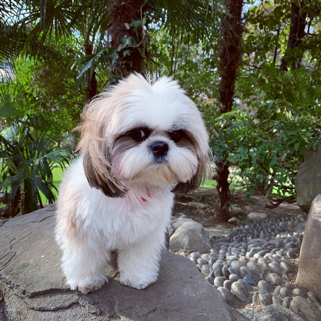 15 Cool Facts About Shih Tzu 10