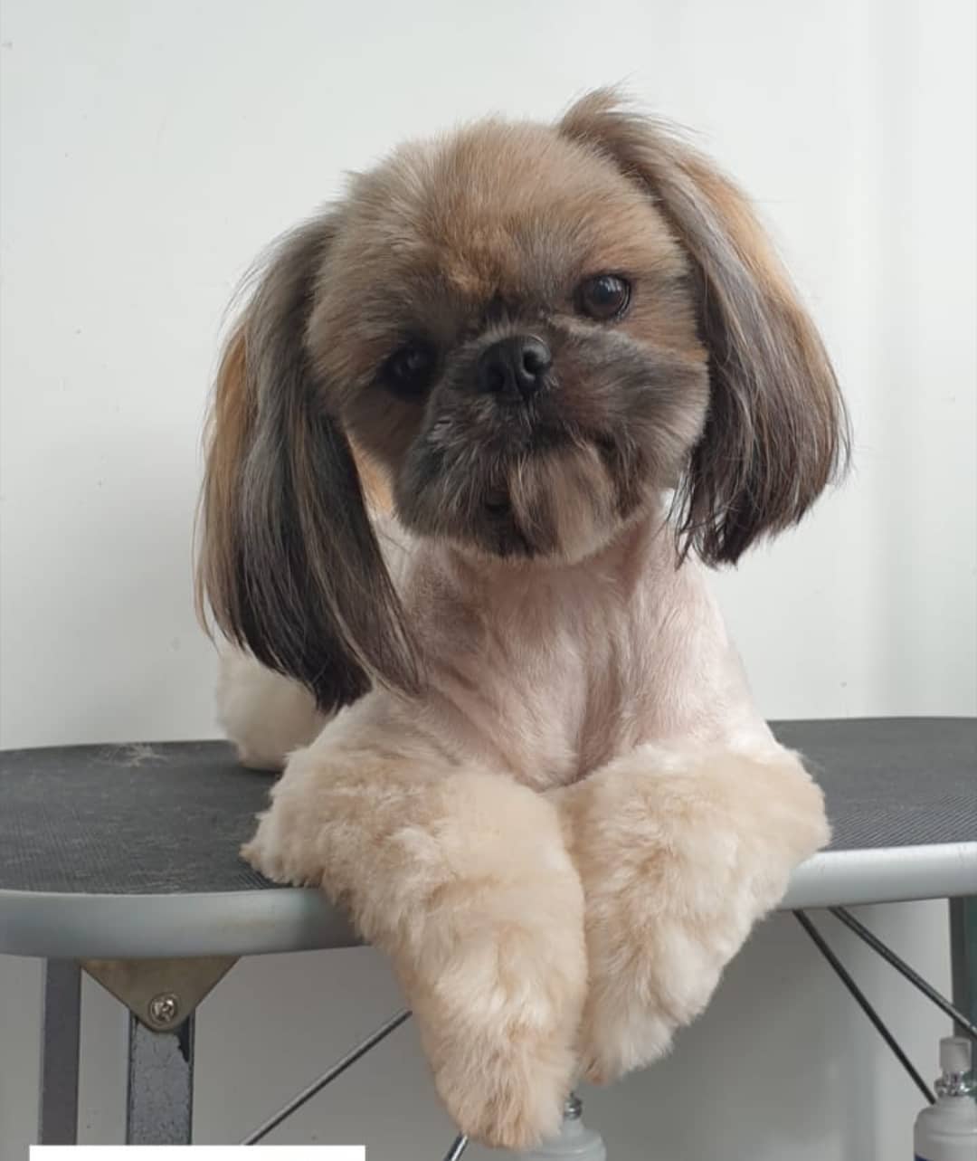 15 Cool Facts About Shih Tzu 11