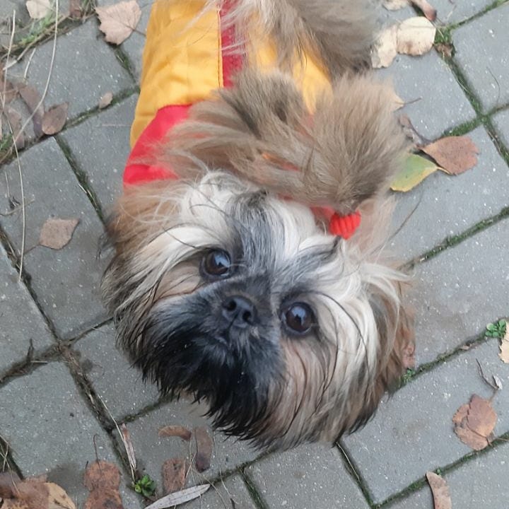 15 Cool Facts About Shih Tzu 9