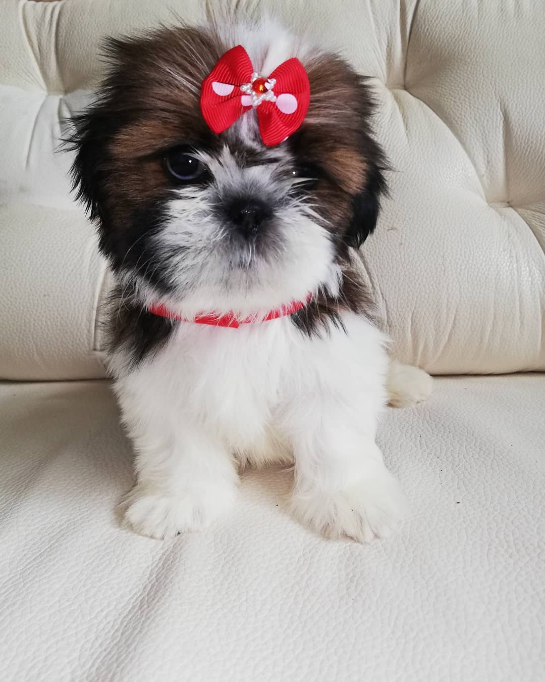 15 Cool Facts About Shih Tzu 10