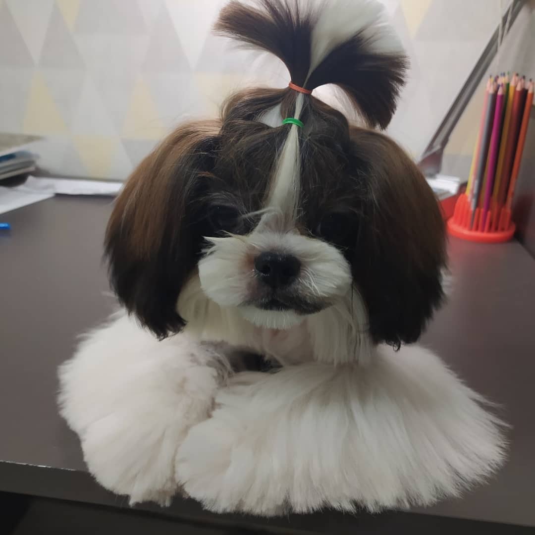 15 Cool Facts About Shih Tzu 11