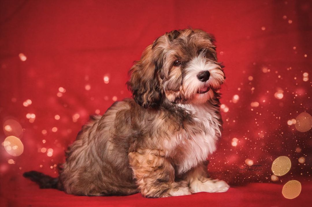 15 Amazing Facts About Havanese Dogs You Probably Never Knew 9
