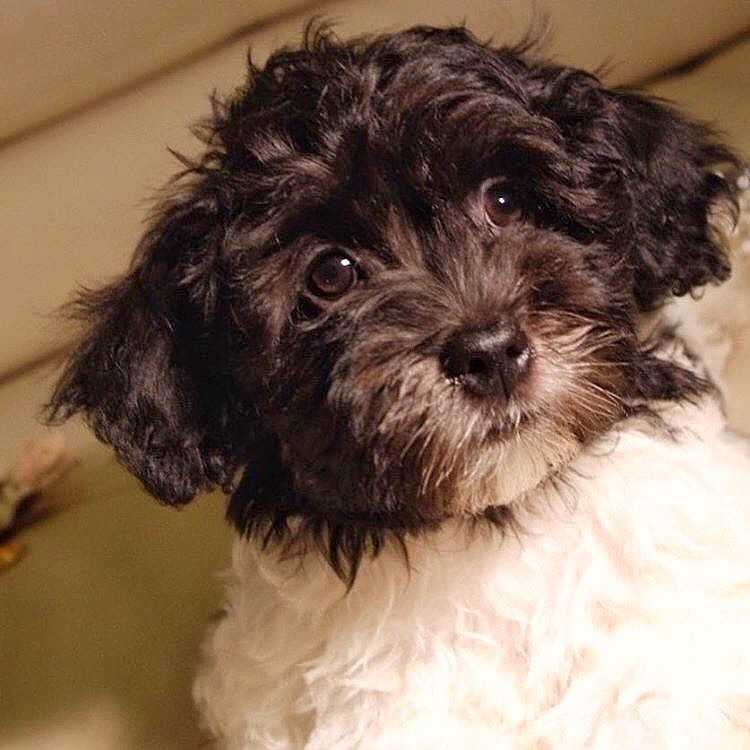 15 Amazing Facts About Havanese Dogs You Probably Never Knew 10